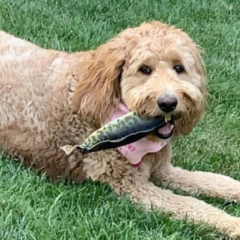 Spunky Pup Fly & Fetch Dog Toy - Durable, Floating, Interactive Bungee Launcher for Fetch and Water Play, Plush Fish - Image 3